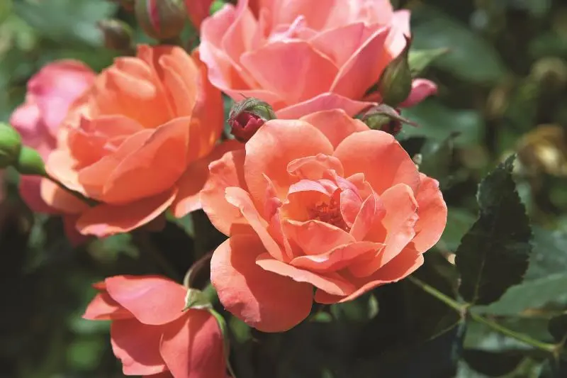 Coral Knock Out® Rose 1 Coral Knock Out® Rose