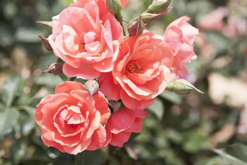 Coral Knock Out® Rose 2 Coral Knock Out® Rose - Image 2