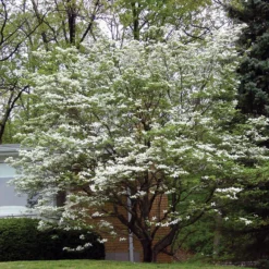 White Flowering Dogwood