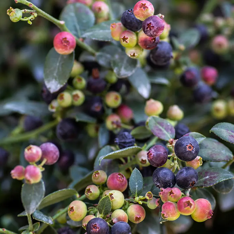 Bushel And Berry® Blueberry Buckle® Blueberry 2 Bushel And Berry® Blueberry Buckle® Blueberry - Image 2