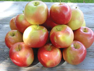 September Wonder® Fuji Apple 2 September Wonder® Fuji Apple - Image 2