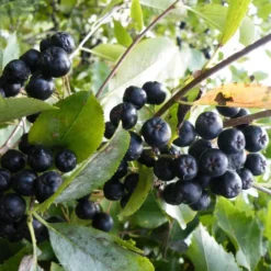 Viking Aronia Berry -Stark Bro's Sales Store 4744 960x960 1