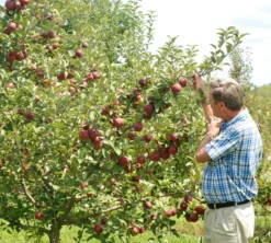 Empire Apple 5 Empire Apple -Stark Bro's Sales Store 476 960x960 1