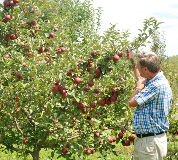 Empire Apple 3 Empire Apple - Image 3