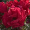 Winner's Circle™ Climbing Rose