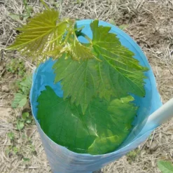 Blue-X® Vine Grow Tube -Stark Bro's Sales Store 5014 960x960 1