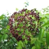 Wild Michigan Elderberry