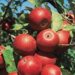 Starkspur® Winesap Apple