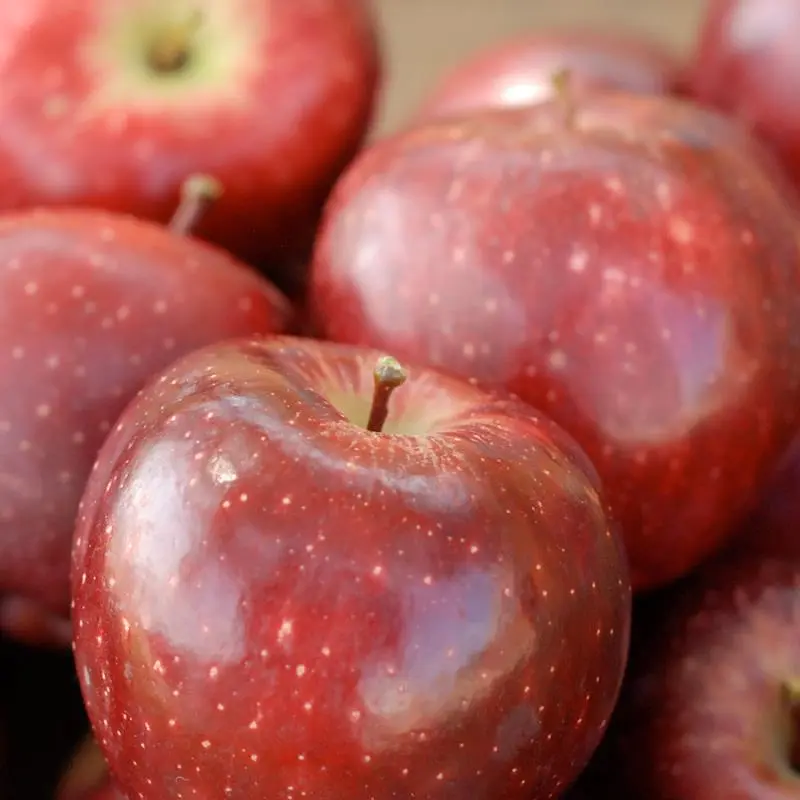 Starkrimson® Red Delicious Apple 3 Starkrimson® Red Delicious Apple - Image 3