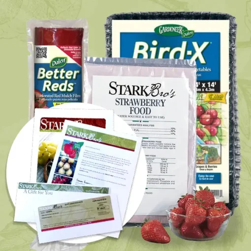 Strawberry Plant Success Kit Gift Certificate Collection -Stark Bro's Sales Store 5267 960x960 1