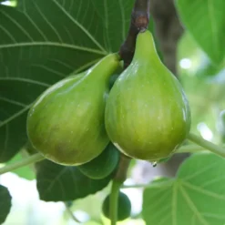 Italian Honey Fig