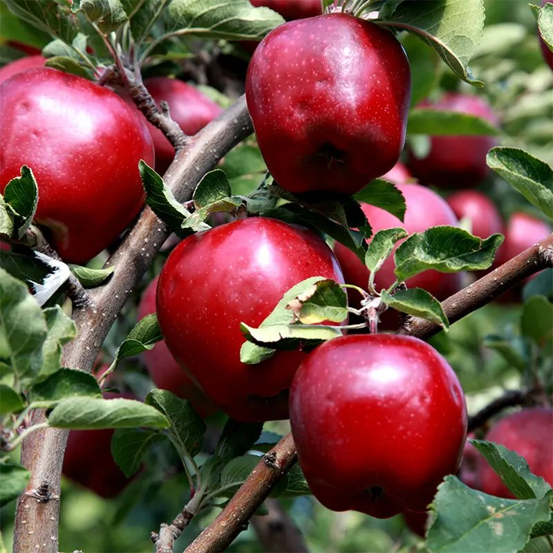 Starkspur® Red Delicious Apple 1 Starkspur® Red Delicious Apple