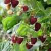 Crimson Night Raspberry