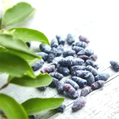 Honey Bee Honeyberry