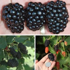 Prime-Ark® Blackberry Plant Collection