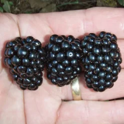 Prime-Ark® Blackberry Plant Collection -Stark Bro's Sales Store 6211 960x960 1