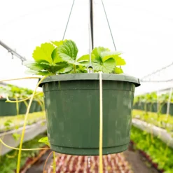 Bushel And Berry® Scarlet Belle™ Strawberry