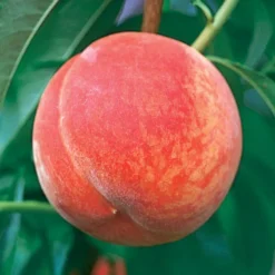 GaLa Peach