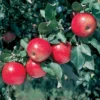 Stark® Crimson Spire® Apple