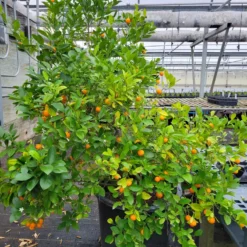Calamondin Orange -Stark Bro's Sales Store 6683 960x960 1