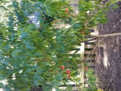 Stark Bro's Sales Store -Stark Bro's Sales Store 6684 960x960 1