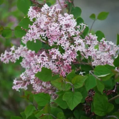 Josee Reblooming Lilac -Stark Bro's Sales Store 6933 960x960 1