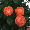 Orange Glow™ Knock Out® Rose