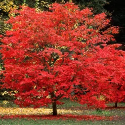 Sun Valley Red Maple