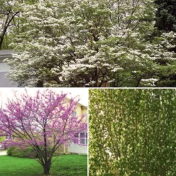Flowering Landscape Tree Collection