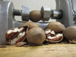 Kanza Pecan -Stark Bro's Sales Store 897 960x960 1