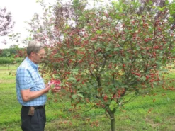 Stark® Surecrop™ Pie Cherry -Stark Bro's Sales Store 900 960x960 1