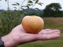 Cox's Orange Pippin Antique Apple -Stark Bro's Sales Store 931 960x960 1