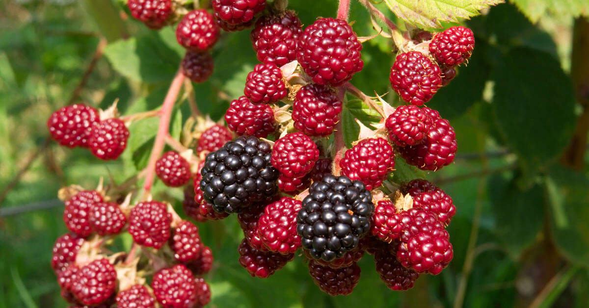 Stark Bro's Sales Store -Stark Bro's Sales Store Blackberries Header OG 1