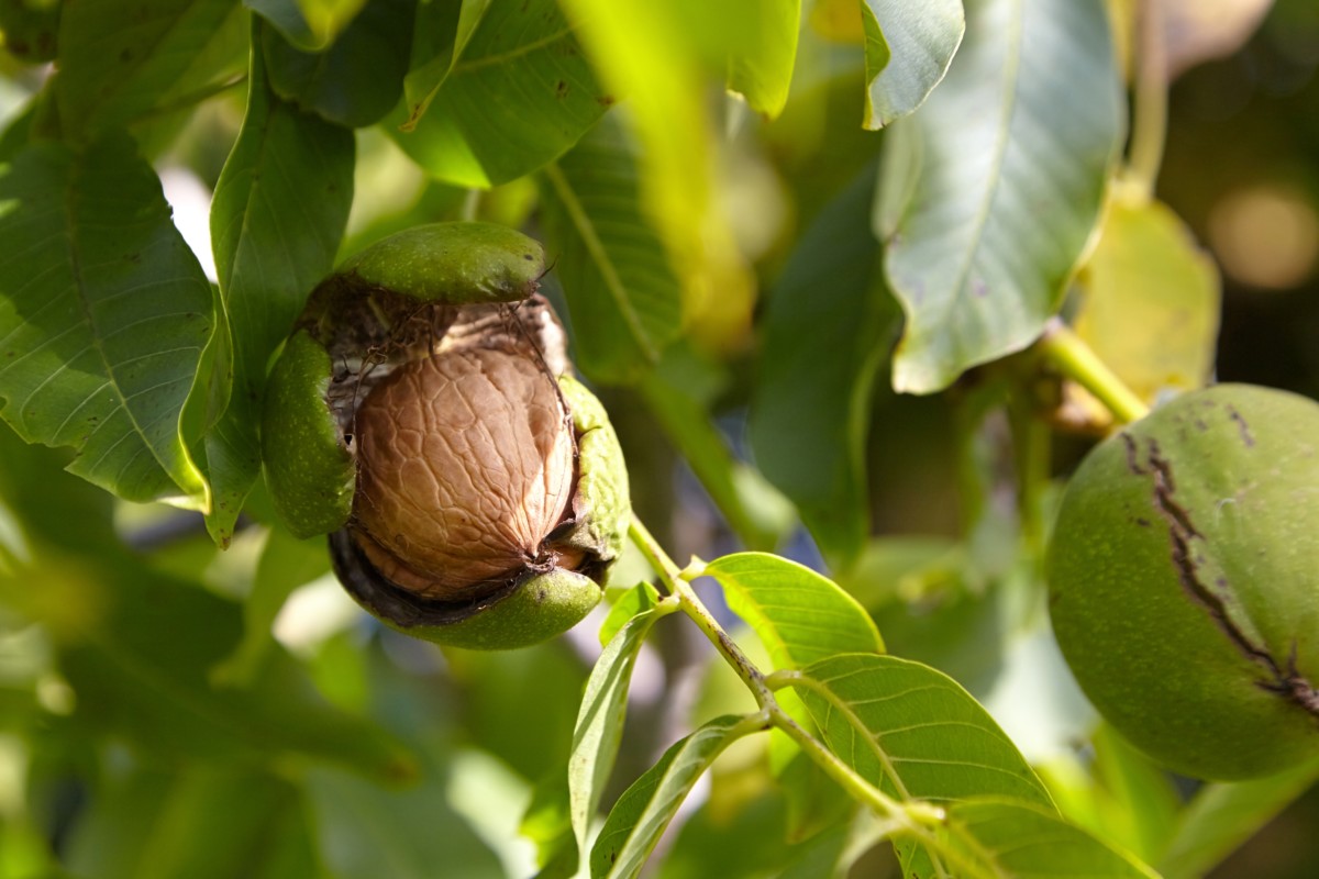 Stark Bro's Sales Store -Stark Bro's Sales Store nut trees california walnut